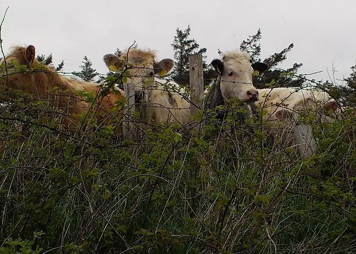 Buckfield ווסטפורט